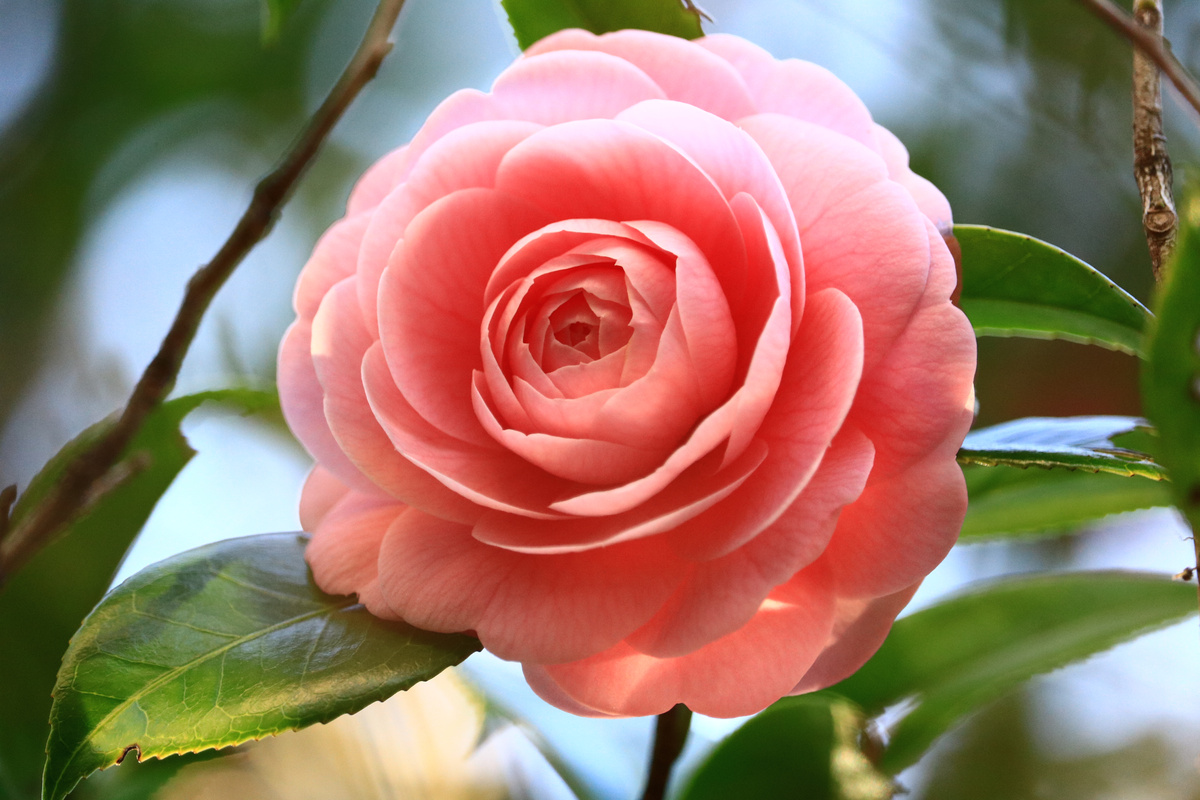 Camellia