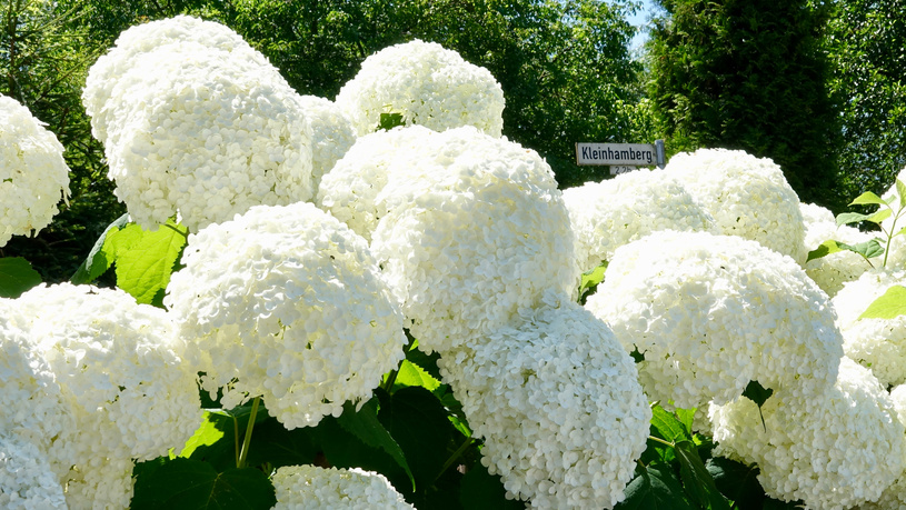 French Hydrangea, Bigleaf Hydrangea, Wild Hydrangea, Smooth Hydrangea